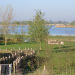 Natuur Biesbosch vakantie