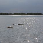 uitzicht Biesbosch Vakantie